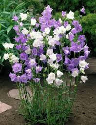 Peach Leaved Bellflower Mix Campanula Persicifolia Perennial Flower Seeds 4820069493997 Ebay Flower Seeds Rare Flowers Flowers Perennials
