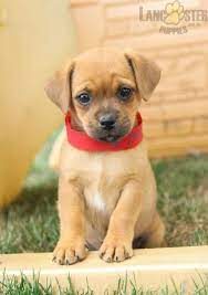 Jug Charming Pinterestpuppies Puppiesofpinterest Puppy Puppies Pups Pup Funloving Sweet Puppylove Cute Puppies Puppies For Sale Lancaster Puppies