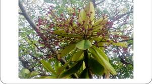 Image result for Synadenium grantii