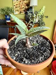 Image result for Ledebouria