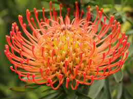 Maybe you would like to learn more about one of these? 17 Uniquely Strange Flowers