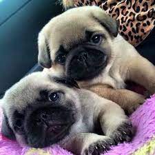 This Is What I Love Most They Have To Be With You Always And The Same With Each Other Pug Puppies Pug Puppies Price Baby Pugs