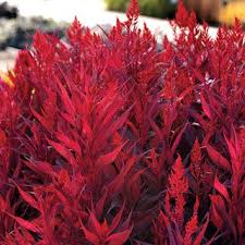 Dragon S Breath Celosia Seeds P Pkt Of 10 Seeds Beautiful Flowers Garden Red Plants Beautiful Flowers