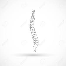 From this angle, the spine almost resembles a soft 's' shape. Spine Shape Clinic Medicine Chiropractic Backbone Health Illustration Royalty Free Cliparts Vectors And Stock Illustration Image 95070849