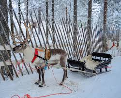 Visit an authentic reindeer farm and meet the friendly reindeers. Reindeer Sleigh Ride At The Arctic Circle Reindeer And Sleigh Rovaniemi Arctic Circle