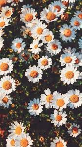 Papatya Duva Kagidi Sunflower Wallpaper Nature Wallpaper Aesthetic Wallpapers