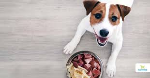 Vitamin supplements for dogs with liver disease. Xc1wnabbgpy1jm