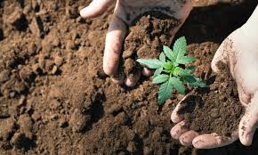 In our blog article, seeds or cuttings? Everything You Need To Start Growing Weed Green Rush Daily