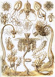 Эрнст генрих геккель ernst heinrich philipp august haeckel. Art Forms In Nature Plate 6 Tubulariae By Ernst Haeckel
