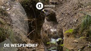 Is die buizerd een van de vele oude roofvogels met brede vleugels en een brede staart. De Wespendief Wild In Nederland Youtube