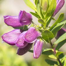 Image result for Polygala myrtifolia