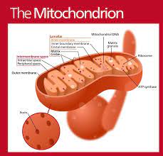Gulf War Illness Not In Veterans Heads But In Their Mitochondria Neuroscience News Mitochondria Neuroscience Organelles