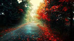 Hd Wallpapers 1080p Fall Hd Wallpapers 1080p Hd Wallpapers 3d Fall Wallpaper Nature Wallpaper Iphone 5 Wallpaper