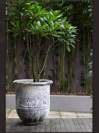 Found On Bing From Www Pinterest Com Balinese Garden Potted Trees Tropical Garden