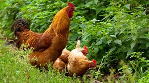 K20649093 mit fotosearch stock fotografie und stock. Redewendung Hahn Im Korb Geolino