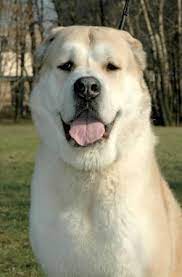 pin na doske central asian shepherd dog alabai