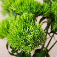 4k00.15green human eye dilating and contracting. Green Dianthus Flowers Fiftyflowers Com