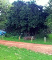 Image result for Canthium inerme