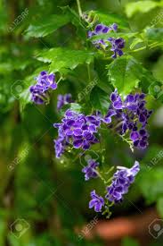 Duranta erecta, commonly called golden dewdrop, pigeon berry or sky flower, is native from. Duranta Erecta Is A Species Of Flowering Shrub In The Verbena Stock Photo Picture And Royalty Free Image Image 147333067