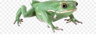 katak men download kodok gambar png katak men download kodok gambar png