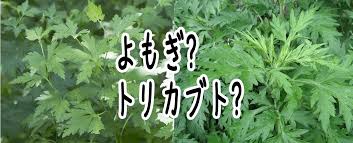 よもぎとトリカブトの見分け方知らなきゃ怖い違いと毒性 季節のはなし