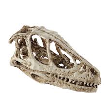 We did not find results for: Resin Realistic Dinosaur Skull Fossil Model Pub Bar Decor Collectibles White Buy From 23 On Joom E Commerce Platform