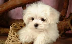 Lancaster puppies has teddy bear puppies for sale. Teddy Bear Dog Breed Posts Facebook