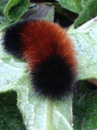 Black And Red Caterpillar Identification Fuzzy Caterpillar On A Leaf In Garden In Ct Fuzzy Caterpillar Caterpillar Insects
