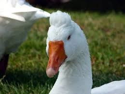 Birds With Tufted Heads Click This Image To Show The Full Size Version Geese Breeds Goose Breeds