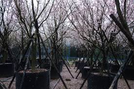 See more of 龍巖光系列（生命殿堂） on facebook. é¾å·–å…‰ä¹‹æ®¿å ‚ æ«»èŠ±ç§»å‹•æ£®æž— æ¨¹èŠ±åœ'treegarden