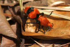 Red Velvet Ant Insects Of Ohio Inaturalist
