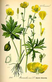 Butter Flower Meaning In Hindi Shabdkosh