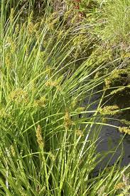 Image result for Seddera suffruticosa