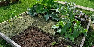 The cornell guidelines offer the latest information on topics such as pest management, crop production, and landscape plant maintenance. Cornell Cooperative Extension Cornell Vegetable Gardening Resources