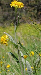 Image result for Tephrosia meisneri