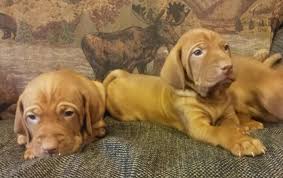 Otherwise they will start chewing everything have you recently bought a vizsla puppy? Vizsla Puppies For Sale In Fremont Michigan Classified Americanlisted Com