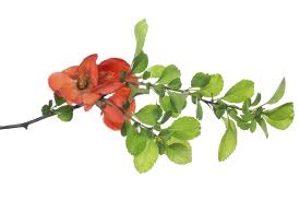 Plant them in early spring or later in the fall to reduce stress and the first sign of infestation is usually yellow, wilting leaves or damage to the fruit. Pomegranate Tree Propagation Tips On Growing A Pomegranate Tree From Cuttings