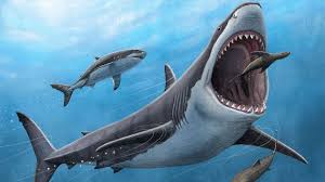 Image result for shark