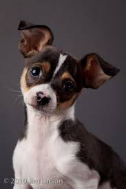 Black And Brown Rat Terrier Chihuahua Mix Rat Terrier Chi Kinda Looks Like My Basco Rat Terrier Mix Rat Terrier Dogs Rat Terrier Puppies