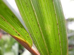 ヤシの木 育て方 観葉植物 Dictionary ブルーミングスケープ