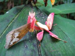 The lifespan of a mantis depends on the species; Orchid Mantis Care Sheet Learn About Nature