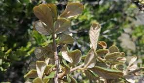 Image result for Searsia rogersii