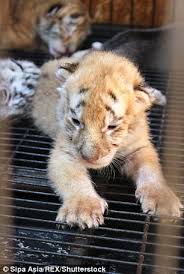 Golden tabby tiger cubs w hen a female tigress is pregnant, she will find a warm, safe place to give birth. Four Abandoned Rare Tiger Cubs Are Breastfed By A Dog Daily Mail Online