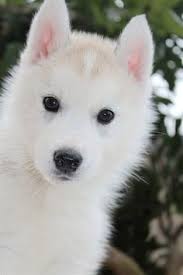 Pueden ser educados para carreras de tiro, para transportar materiales en climas. 63 Ideas De Perro Siberiano Perro Siberiano Perro Husky Perros Cachorros