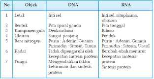 Perbedaan Antara Dna Dan Rna Pendidikan