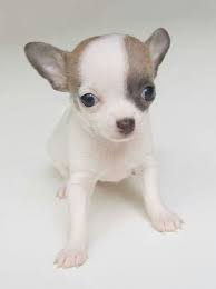 Chihuahua Naaldvilten Beestjes