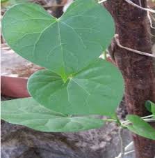 Image result for Tinospora