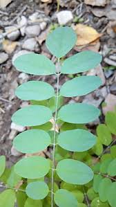 Nov 26, 2018 · the black locust tree, or robinia pseudoacacia, is a deciduous tree found throughout the southeastern united states, as well as in south africa, europe, and asia.the tree is native to the southeastern united states, but it has been transplanted to other areas of the globe such as australia, pakistan, china, canada, india, europe, south africa, asia, southern south america, and new zealand. Robinia Pseudoacacia Wikipedia