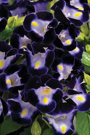 Image result for Torenia thouarsii