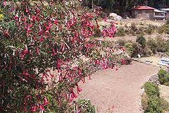 Maybe you would like to learn more about one of these? Cantua Buxifolia Wikipedia